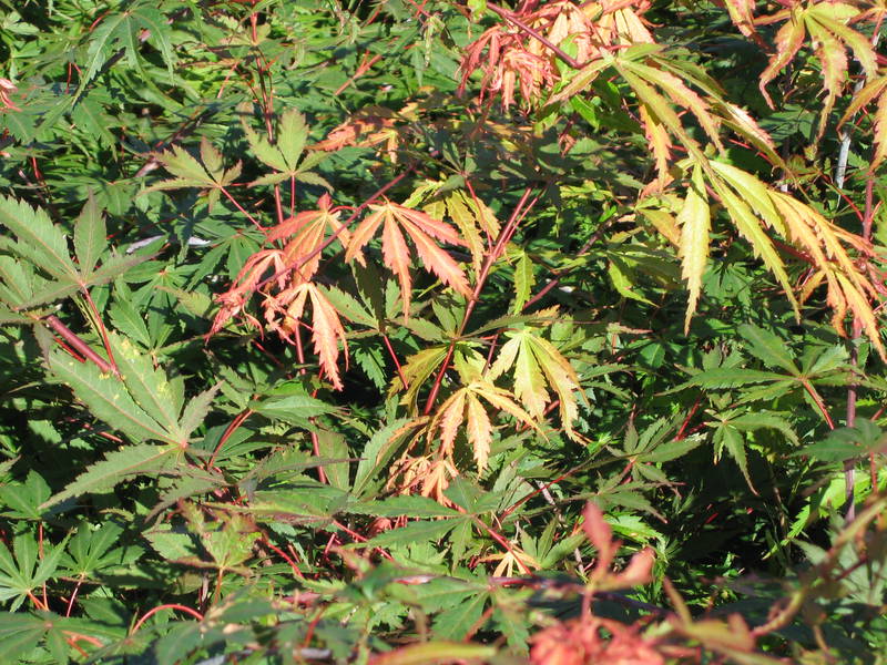 Acer palmatum 'Autumn Red'