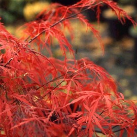 Acer dissectum 'Paul Garnet'