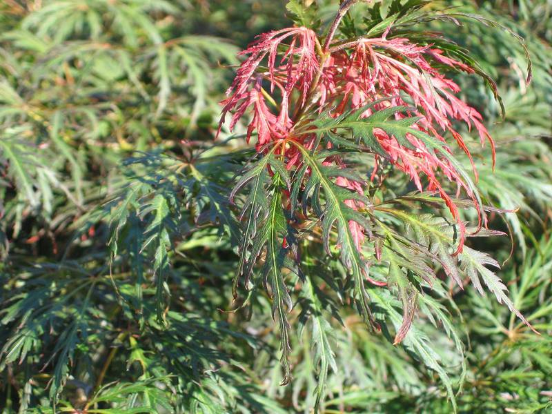 Acer dissectum 'Ornatum'