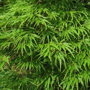 acer-dissectum-palmatifidum_2
