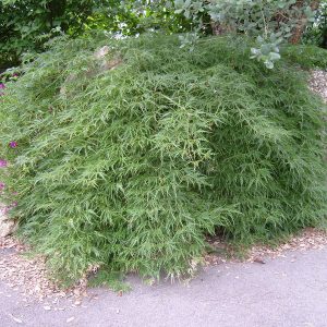 SAMSUNG DIGITAL CAMERA