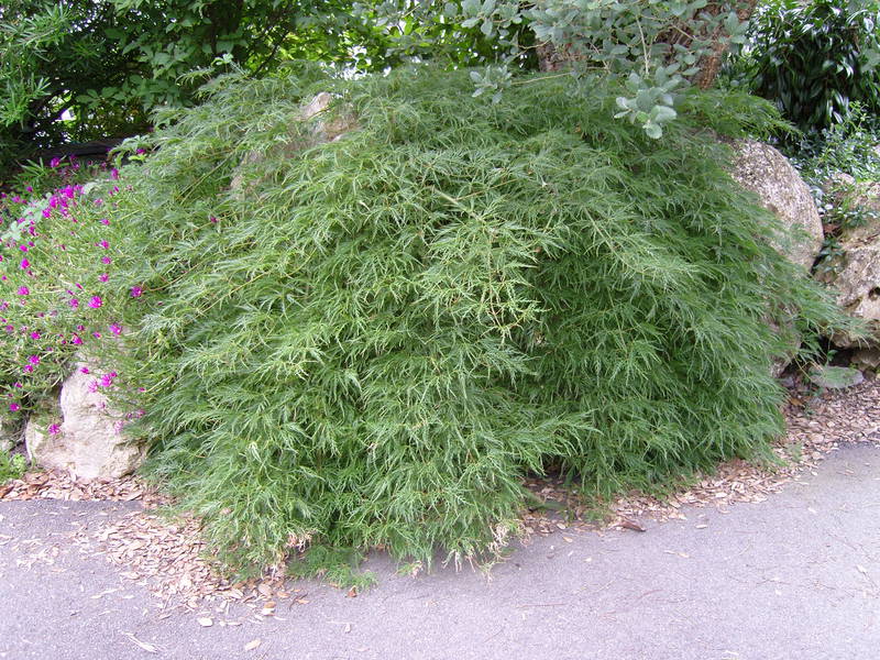 Acer dissectum 'Shinonome'