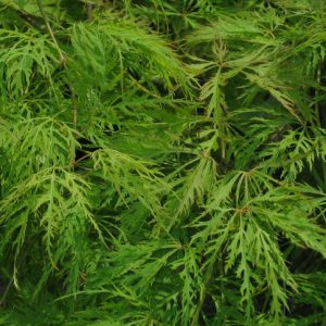 acer-dissectum-shinonome_3