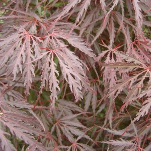 Acer dissectum ‘Tamukeyama’