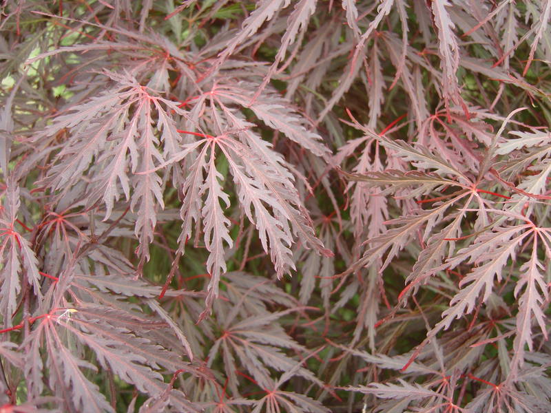 Acer dissectum 'Tamukeyama'