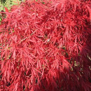 acer-dissectum-tamukeyama_2-copie
