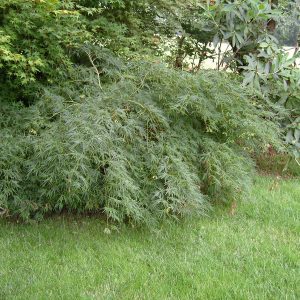 SAMSUNG DIGITAL CAMERA