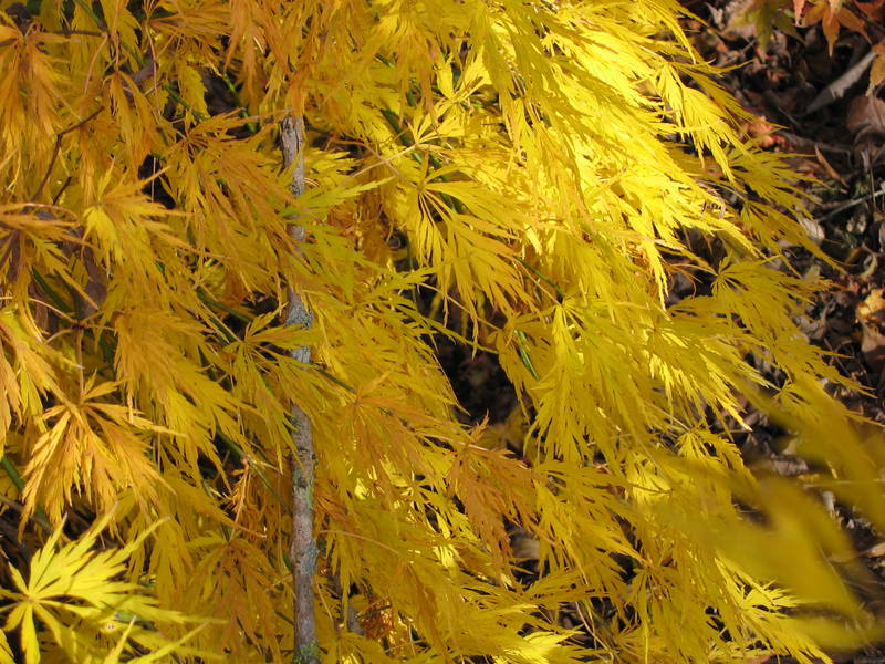 Acer dissectum 'Viridis'