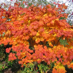 acer-japonicum-meigetsu