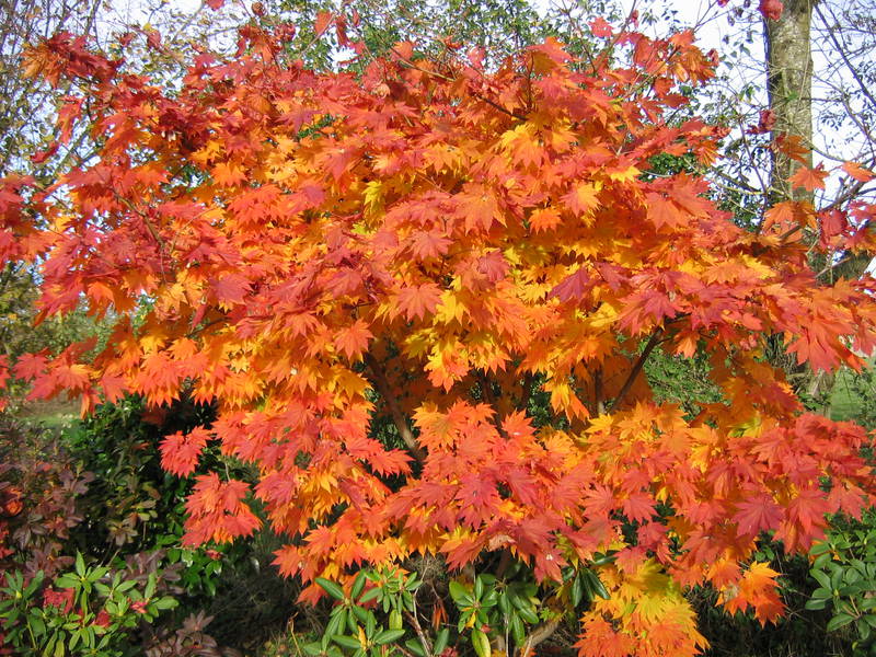 Acer japonicum 'Meigetsu'