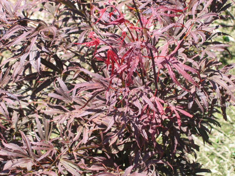 Acer palmatum 'Beni shi en'