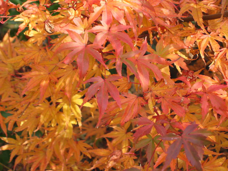 Acer palmatum 'Carminium'