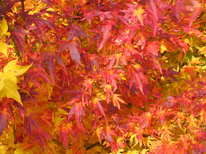 Acer palmatum 'Higasa yama'