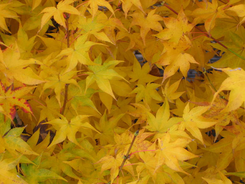 Acer palmatum 'Hogyoku'