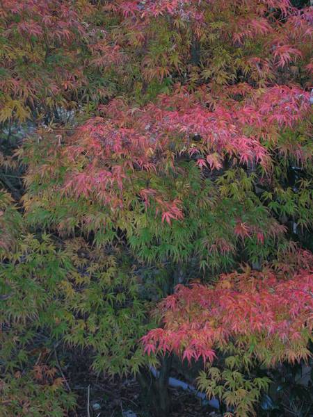 Acer palmatum 'Kamagata'