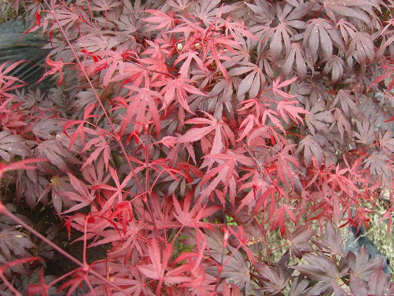 Acer palmatum 'Oregon sunset'