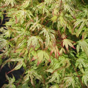 acer-palmatum-peach-cream