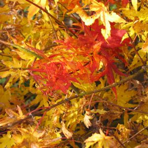 acer-palmatum-peach-cream_2