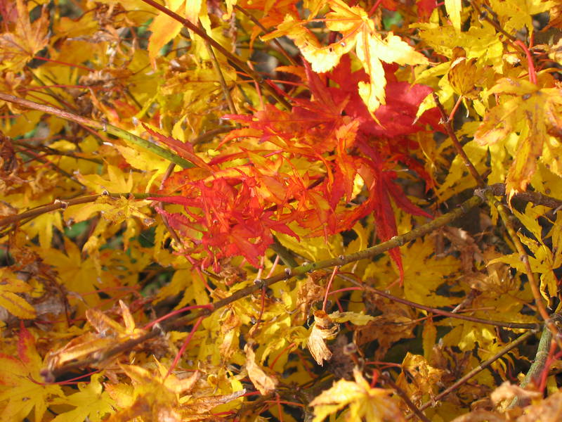 Acer palmatum 'Peaches & cream'