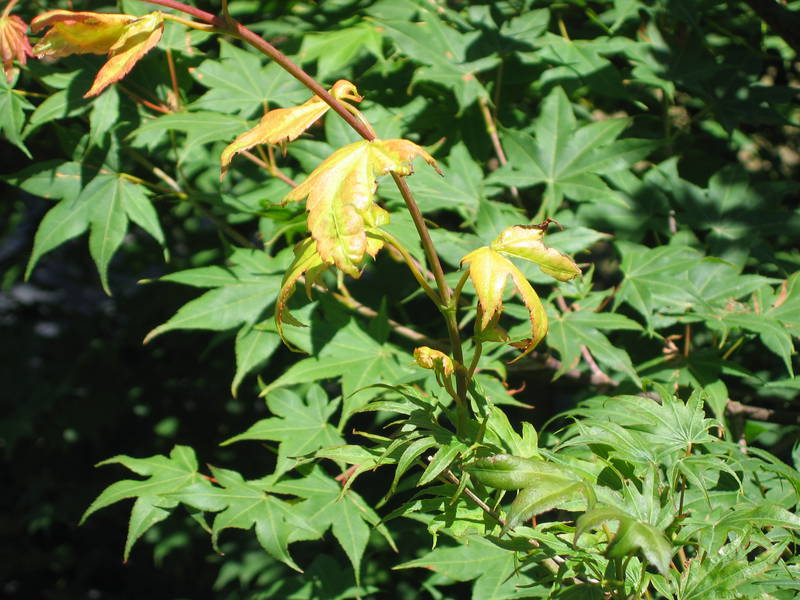 Acer palmatum 'Saoshika'