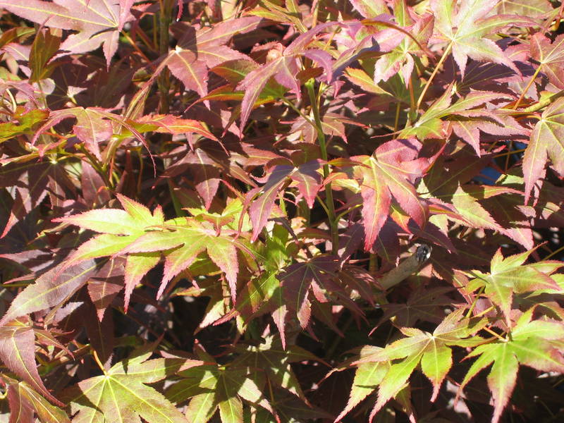 Acer palmatum 'Shojo nomura'
