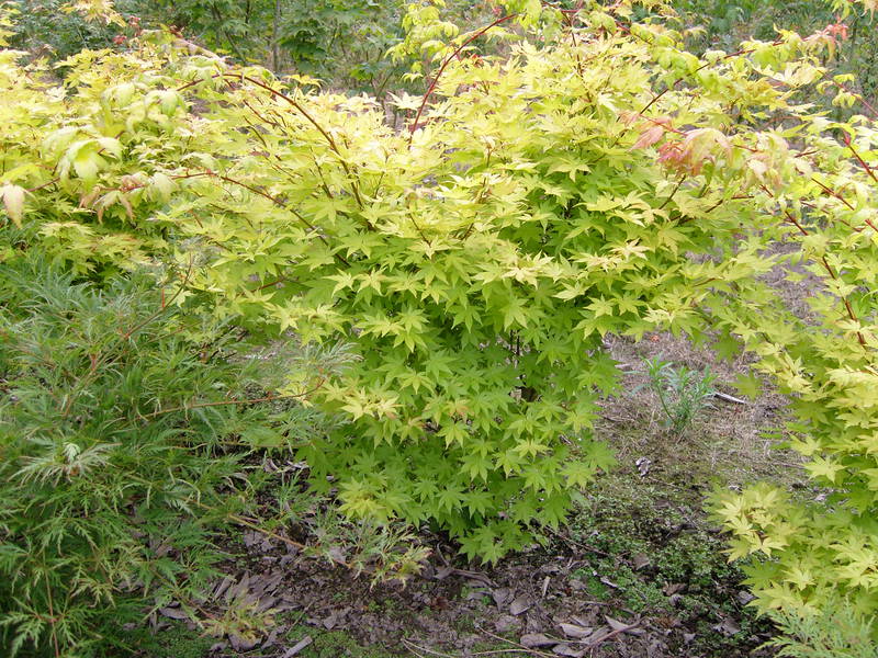 Acer palmatum 'Summer gold'