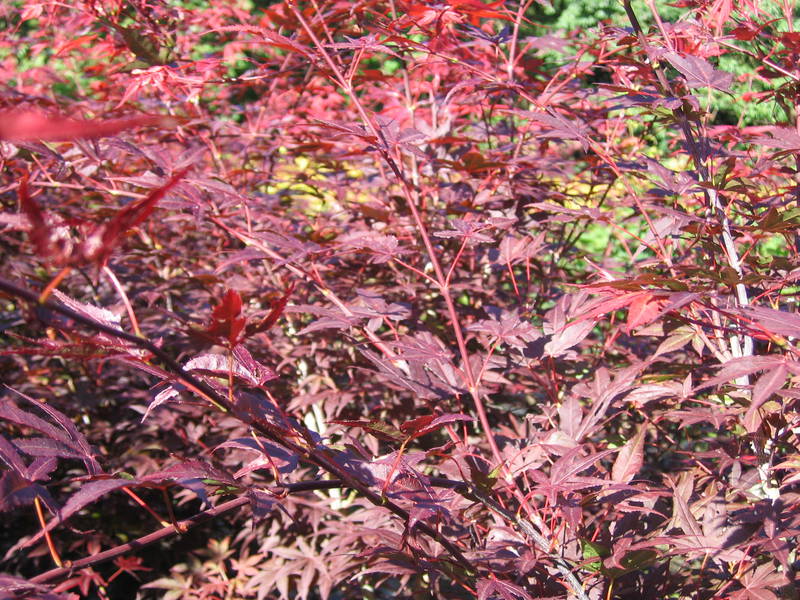 Acer palmatum 'Yezo nishiki'
