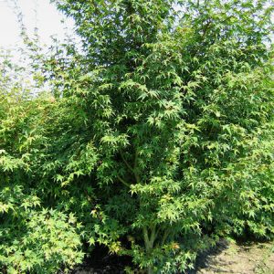 acer-palmatum-type