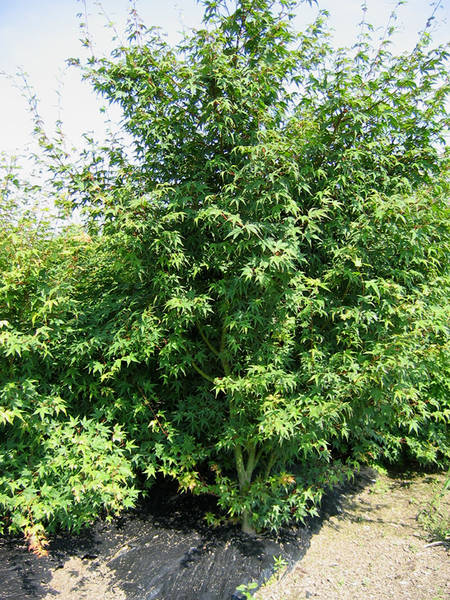 Acer palmatum type