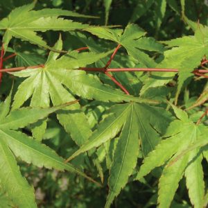 acer-palmatum-arakawa