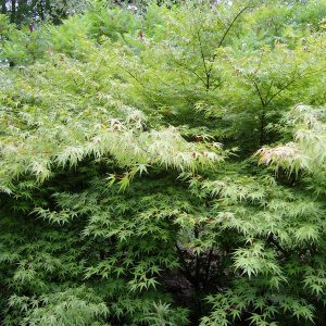 SAMSUNG DIGITAL CAMERA