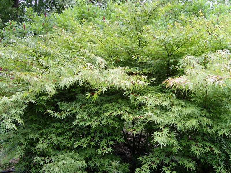 Acer palmatum 'Arakawa'
