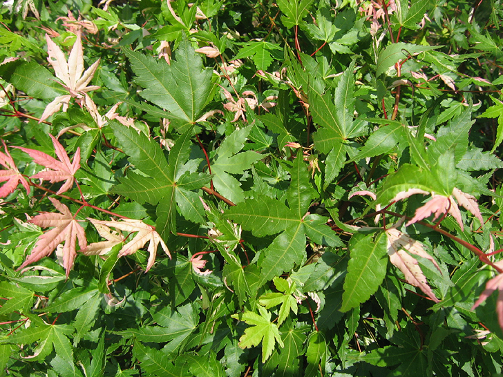 Acer palmatum 'Asahi Zuru'