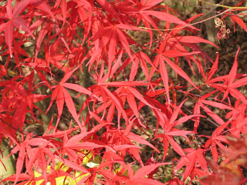 Acer palmatum 'Atrolineare'