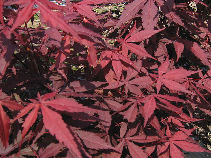 Acer palmatum 'Atropurpureum'
