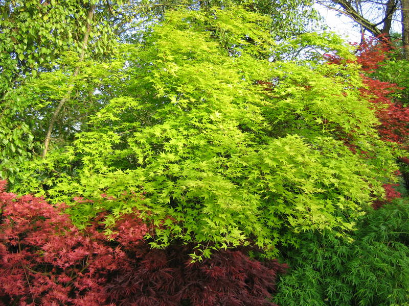 Acer palmatum 'Aureum'