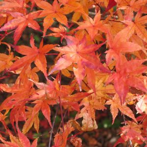 acer-palmatum-beni-maiko