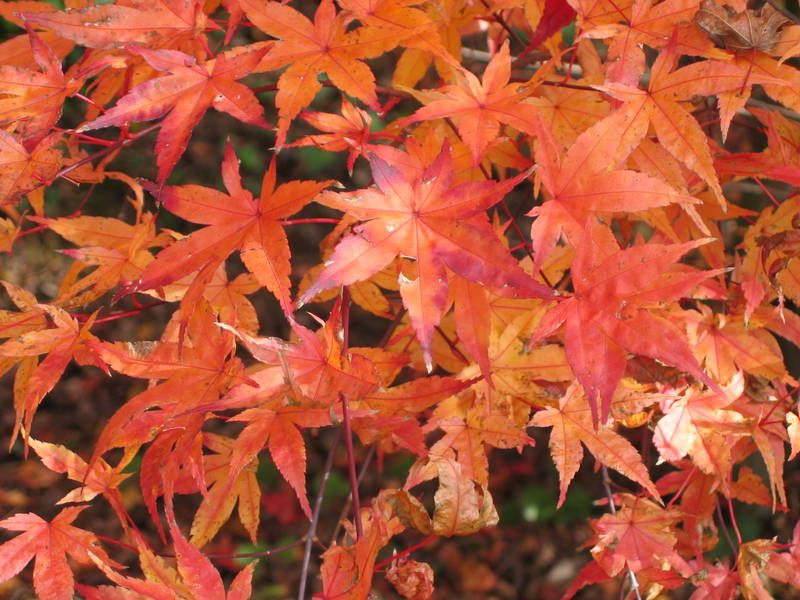 Acer palmatum 'Beni Maiko'