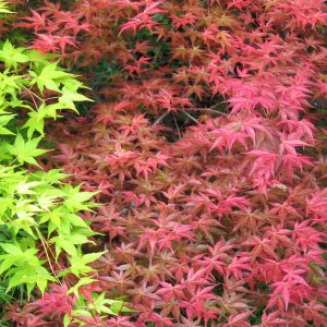 acer-palmatum-beni-maiko_2