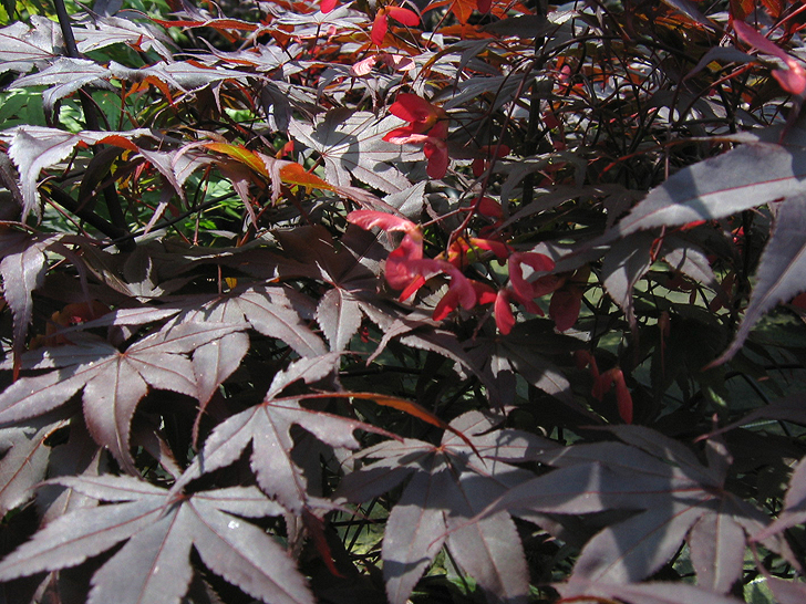 Acer palmatum 'Bloodgood'