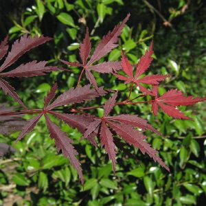 acer-palmatum-burgundy-lace