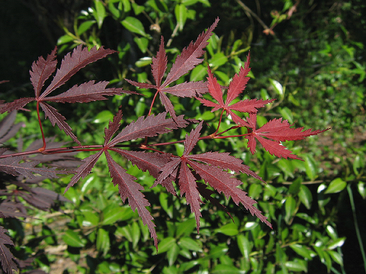 Acer palmatum 'Burgundy Lace'