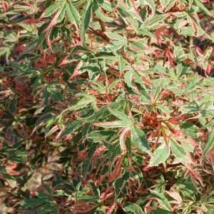 acer-palmatum-butterfly