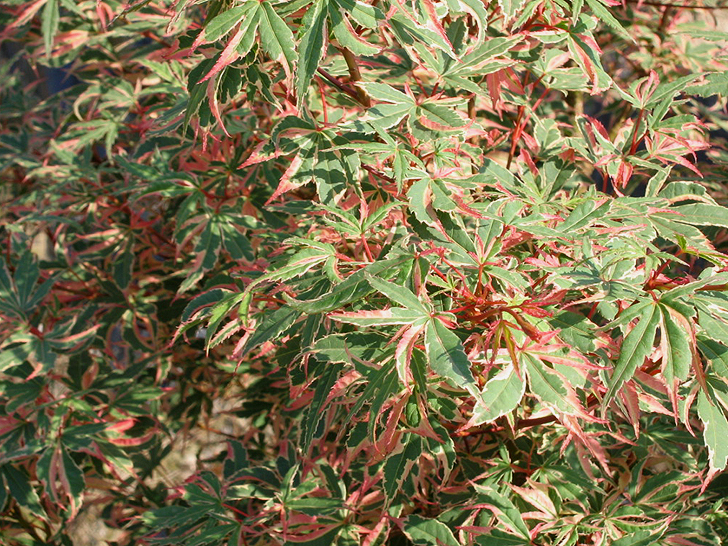 Acer palmatum 'Butterfly'