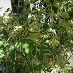 acer-palmatum-butterfly_2