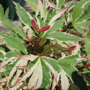 acer-palmatum-butterfly_3