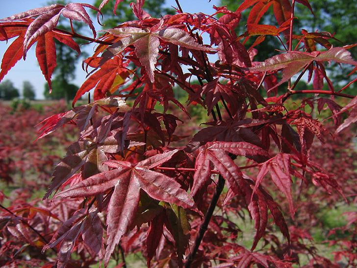 Acer palmatum 'Deshojo'