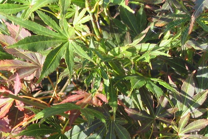 Acer palmatum 'Kinran'