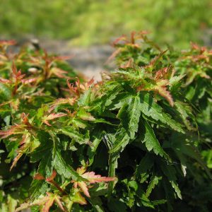 acer-palmatum-koto-hime