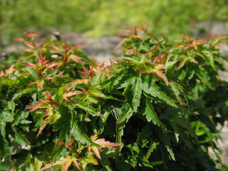 Acer palmatum 'Koto Hime'